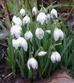 Snowdrop Bulbs Single - Galanthus Nivalis - 5/6cm